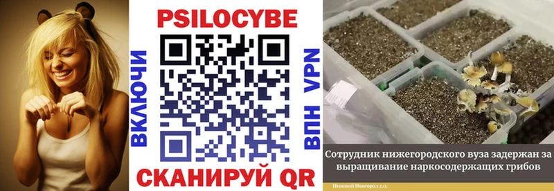 Псилоцибиновые грибы Psilocybe  Купить где  Бабаево 